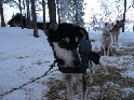 Kiruna-Uw037